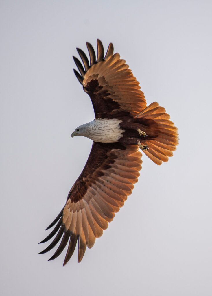 A majestic Brahminy Kite flying with widespread wings against clear blue sky.